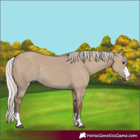 Horse Color:Silver Grullo 