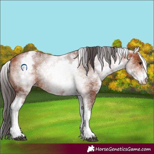 Horse Color:White Spotted Bay 