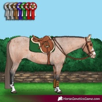 Horse Color:Bay Roan Varnish 
