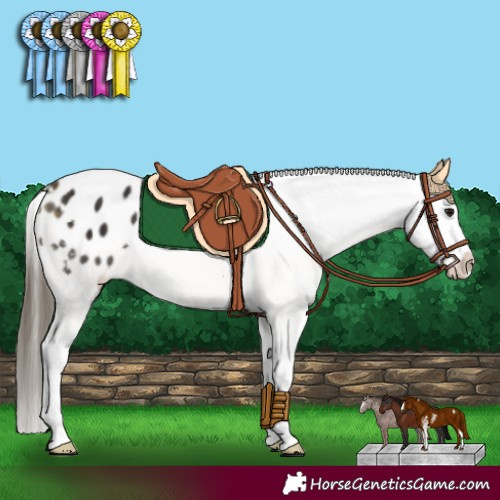 Horse Color:Buckskin Sabino Appaloosa 
