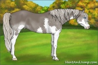 Horse Color:Silver Black Splash 