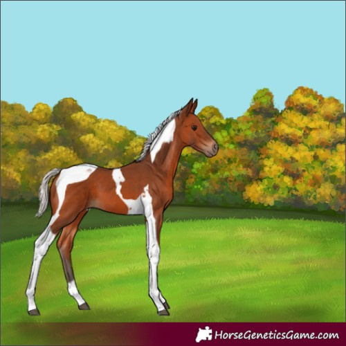 Horse Color:Silver Brown Tobiano