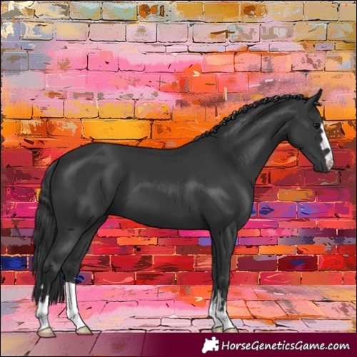 Horse Color:Black 