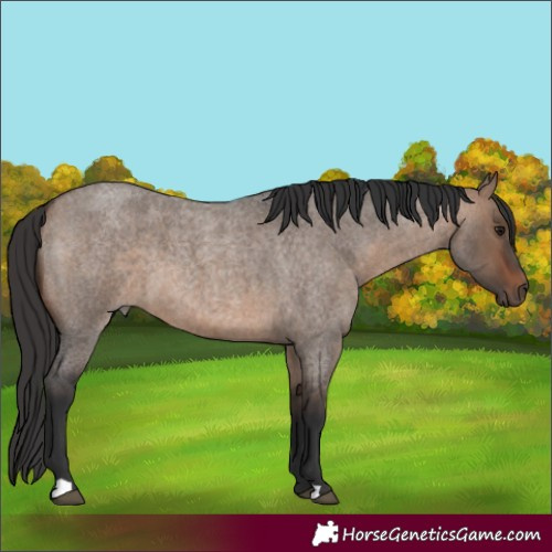 Horse Color:Brown Roan Dun 