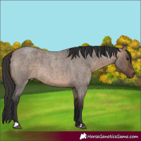 Horse Color:Brown Roan Dun 