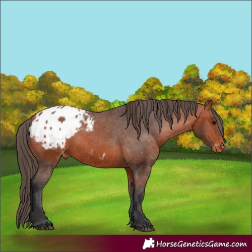 Horse Color:Bay Appaloosa 