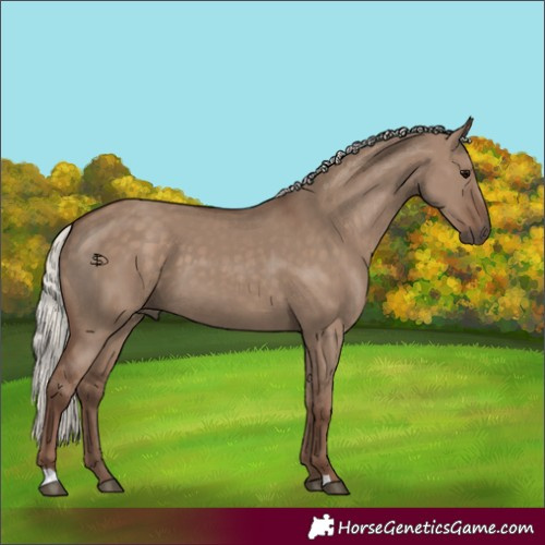 Horse Color:Silver Grullo 