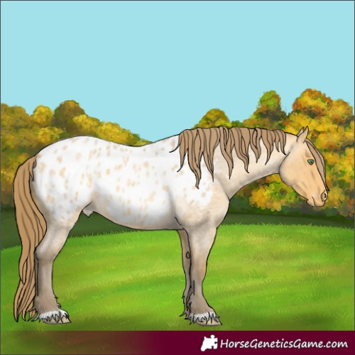 Horse Color:Amber Cream Champagne Roan Appaloosa 
