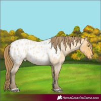 Horse Color:Amber Cream Champagne Roan Appaloosa 