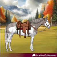 Horse Color:Silver Blue Roan Splash Frame 