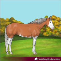 Horse Color:Silver Bay Splash