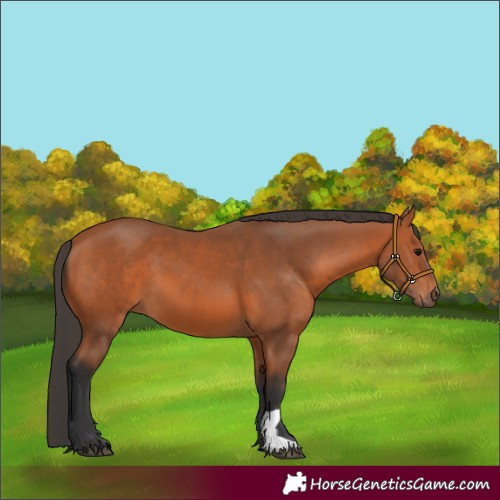 Horse Color:Bay 