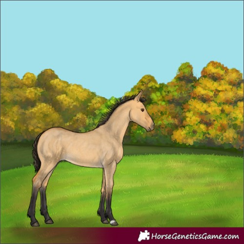 Horse Color:Buckskin Roan Dun 