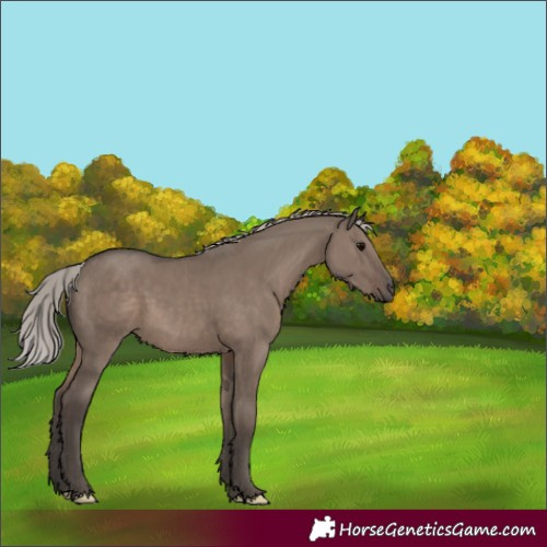 Horse Color:Silver Grullo 