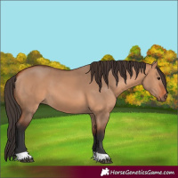 Horse Color:Bay Dun 