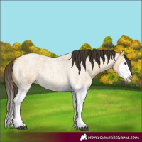 Horse Color:Buckskin Roan Dun Splash 