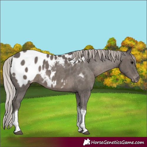 Horse Color:Silver Black Tobiano Blanket 