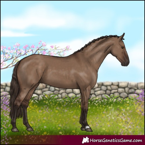 Horse Color:Liver Red Dun 
