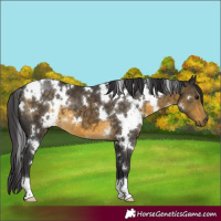 Horse Color:White Spotted Buckskin 