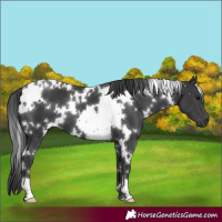 Horse Color:White Spotted Black