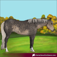 Horse Color:Silver Smoky Black Sabino 