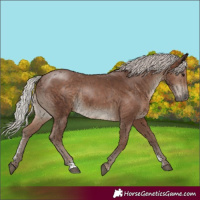 Horse Color:Silver Black Sabino Rabicano
