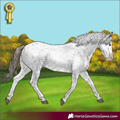 Horse Color:Brown Sabino Appaloosa Rabicano 