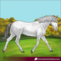 Horse Color:Black Sabino Rabicano 