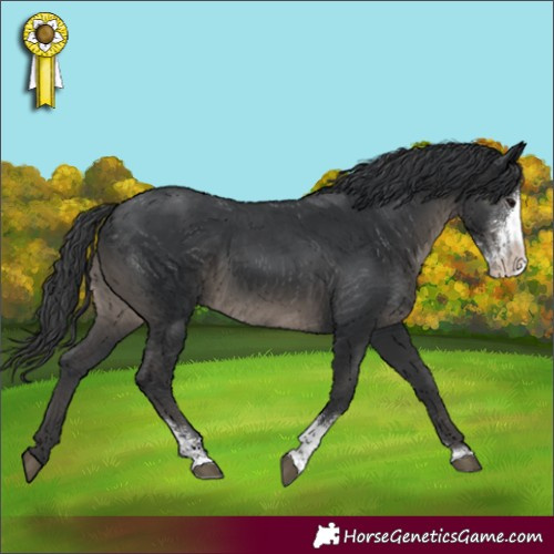 Horse Color:Black Sabino 