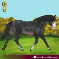 Horse Color:Black Sabino