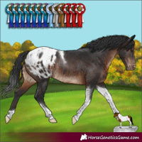 Horse Color:Brown Tobiano Blanket Rabicano 