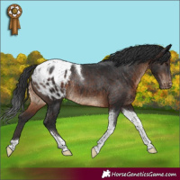 Horse Color:Brown Tobiano Blanket Rabicano 