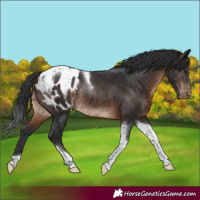 Horse Color:Brown Tobiano Appaloosa Rabicano 