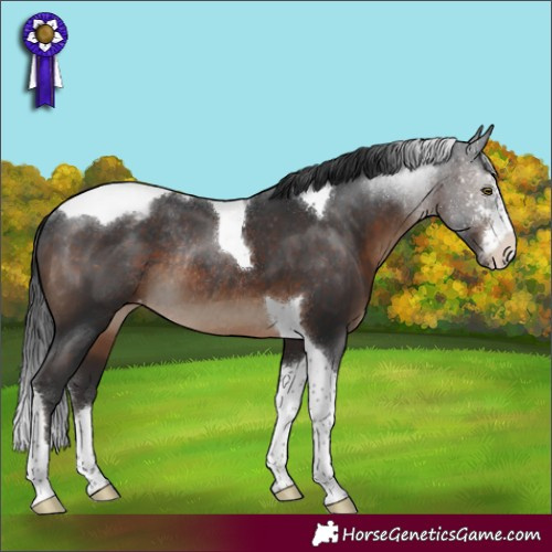 Horse Color:Brown Sabino Tobiano Appaloosa Rabicano
