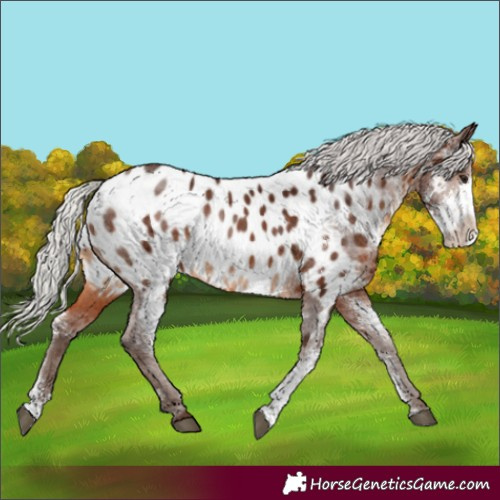 Horse Color:Silver Brown Sabino Appaloosa Rabicano 