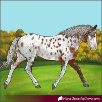 Horse Color:Silver Brown Sabino Appaloosa Rabicano 