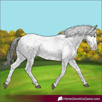 Horse Color:Black Sabino Appaloosa Rabicano 