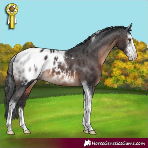 Horse Color:Brown Sabino Tobiano Blanket Rabicano 