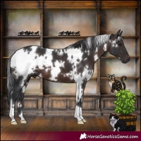 Horse Color:White Spotted Brown 