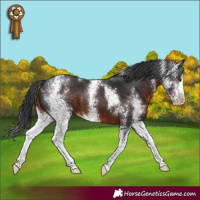 Horse Color:Brown Sabino
