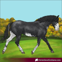 Horse Color:Black Sabino
