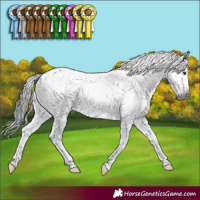 Horse Color:Gray Brown Sabino 