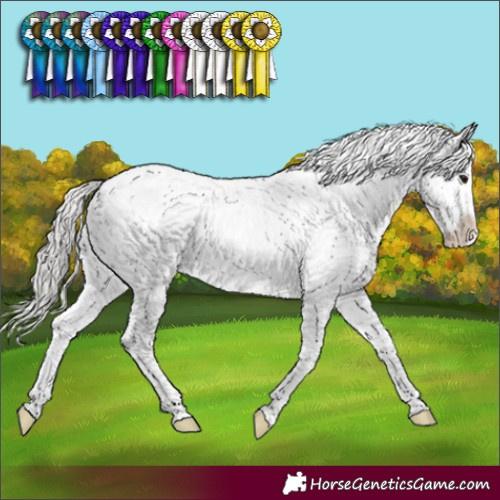 Horse Color:Silver Black Sabino Appaloosa 