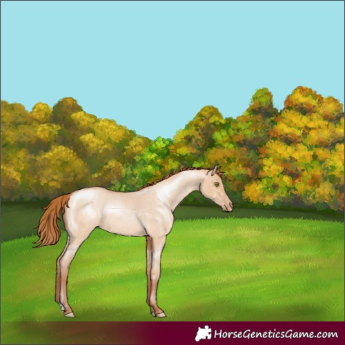Horse Color:Bay Roan Pearl Dun Rabicano 