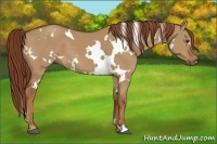 Horse Color:White Spotted Red Dun 
