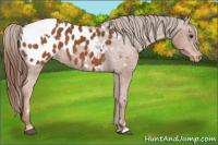Horse Color:White Spotted Chestnut Appaloosa 