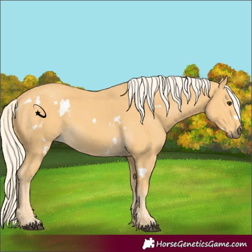 Horse Color:White Spotted Palomino 