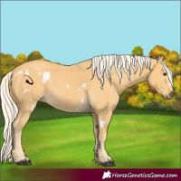 Horse Color:White Spotted Palomino