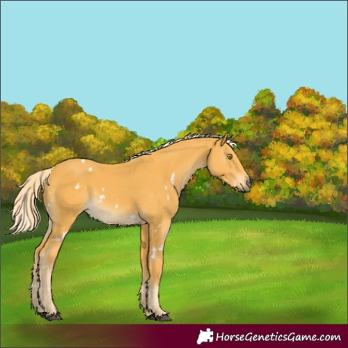 Horse Color:Unknown 