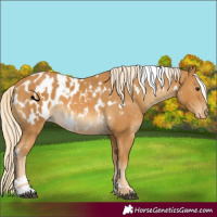 Horse Color:White Spotted Palomino Appaloosa